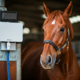 Horse in stable with camera setup